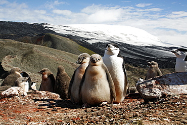 Chinstrap penguin (Pygoscelis antarctica) parent with downy chick on Deception Island, Antarctic Peninsula.