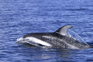 Adult Pacific white-sided dolphin (Lagenorhynchus obliquidens) surfacing in the calm waters of the inside passage, Southeast Alaska, USA.