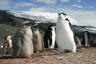 Chinstrap penguin (Pygoscelis antarctica) parent and chicks in a huge colony at Baily Head on Deception Island in Bransfield Strait off the Antarctic Peninsula.