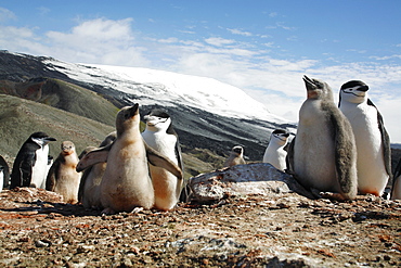 Chinstrap penguin (Pygoscelis antarctica) parent and chicks in a huge colony at Baily Head on Deception Island in Bransfield Strait off the Antarctic Peninsula.