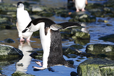 Chinstrap penguin (Pygoscelis antarctica) hopping from rock to rock after returning from feeding at sea on Elephant Island, Antarctica.