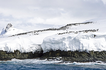 Chinstrap penguin (Pygoscelis antarctica) colony on the Aitcho Island Group in the South Shetland Islands near the Antarctic Peninsula