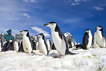 Chinstrap penguin (Pygoscelis antarctica) colony near Point Wild on Elephant Island in the South Shetland Islands