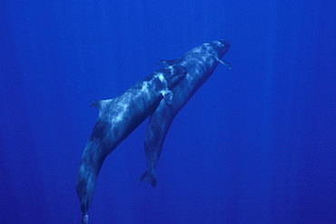 Adult False Killer Whales (Pseudorca crassidens) underwater in the AuAu Channel near Maui, Hawaii, USA.