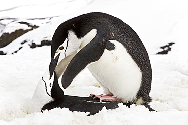 Chinstrap penguin pair mating (Pygoscelis antarctica) at breeding colony on Bailey Head on Deception Island in the South Shetland Islands, Antarctica