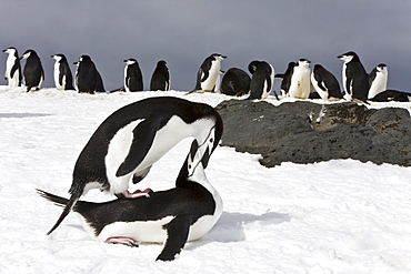 Chinstrap penguin pair mating (Pygoscelis antarctica) at breeding colony on Bailey Head on Deception Island in the South Shetland Islands, Antarctica