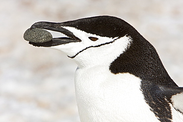 Chinstrap penguin (Pygoscelis antarctica) bringing a rock to the nest at a colony on Barrentos Island in the Aitcho Island Group in the South Shetland Islands, Antarctica