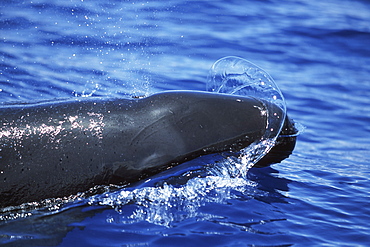 Adult False Killer Whale, Pseudorca crassidens, surfacing in the Au Au Channel, Maui, Hawaii
