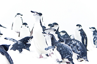 An adult chinstrap penguin (Pygoscelis antarctica) returning to the nest at a breeding colony in a snowstorm on Half Moon Island near Livingston Island, South Shetland Islands