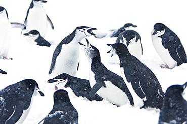 Chinstrap penguin (Pygoscelis antarctica) colony in a snowstorm on Half Moon Island near Livingston Island in the South Shetland Islands near the Antarctic Peninsula. There are an estimated 2 million plus breeding pairs of chinstrap penguins in the Antarctic peninsula region alone, perhaps as many as 7.5 million breeding pairs in all of Antarctica.