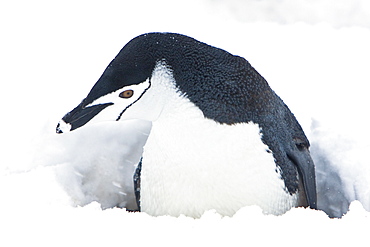 Chinstrap penguin (Pygoscelis antarctica) buried in snow at a breeding colony in a snowstorm on Half Moon Island, South Shetland Islands near the Antarctic Peninsula