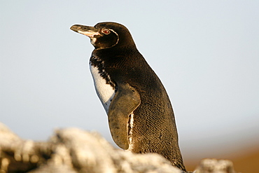 Adult Galapagos penguin (Spheniscus mendiculus) in the Galapagos Island Group, Ecuador. This is the only species of penguin in the northern hemisphere and is endemic to the Galapagos only.