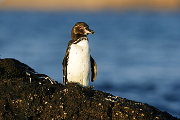 Adult Galapagos penguin (Spheniscus mendiculus) in the Galapagos Island Group, Ecuador. This is the only species of penguin in the northern hemisphere and is endemic to the Galapagos only.