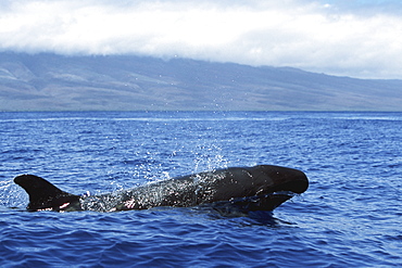 Adult False Killer Whale, Pseudorca crassidens, surfacing in the Au Au Channel near Lanai, Hawaii
