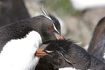 Rockhopper Penguin (Eudyptes chrysocome) mutually preening at Devil's Nose on New Island in the Falkland Islands, South Atlantic Ocean.