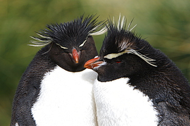 Rockhopper Penguin (Eudyptes chrysocome) pair at Devil's Nose on New Island in the Falkland Islands, South Atlantic Ocean.