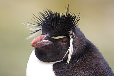 Rockhopper Penguin (Eudyptes chrysocome) at Devil's Nose on New Island in the Falkland Islands, South Atlantic Ocean.