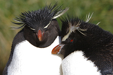 Rockhopper Penguin (Eudyptes chrysocome) pair at Devil's Nose on New Island in the Falkland Islands, South Atlantic Ocean.