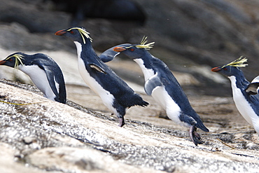 Adult rockhopper penguin (Eudyptes chrysocome moseleyi) "hopping" on Nightingale Island in the Tristan da Cunha Island Group, South Atlantic Ocean