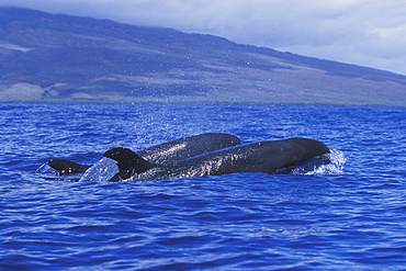 False-killer Whale pair (Pseudorca crassidens) surfacing in the AuAu Channel, Maui, Hawaii. Pacific Ocean.
