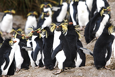 Adult rockhopper penguins (Eudyptes chrysocome moseleyi) on Nightingale Island in the Tristan da Cunha Island Group, South Atlantic Ocean