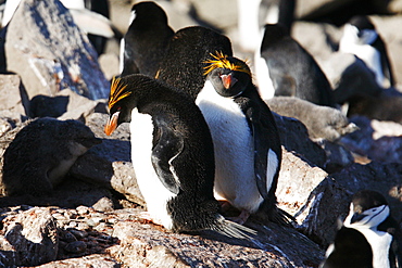 Macaroni penguin pair (Eudyptes chrysolophus) nesting among chinstrap penguins (Pygoscelis antarctica) on Elephant Island in the South Shetland Island Group, Antarctica.