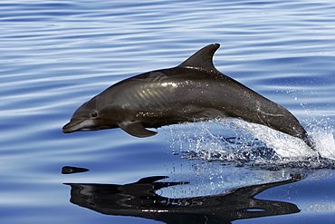 Adult Bottlenose Dolphin (Tursiops truncatus gilli) leaping in the upper Gulf of California (Sea of Cortez), Mexico.