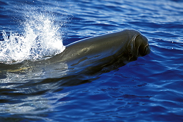 False-killer Whale (Pseudorca crassidens) surfacing in the AuAu Channel, Maui, Hawaii, USA.