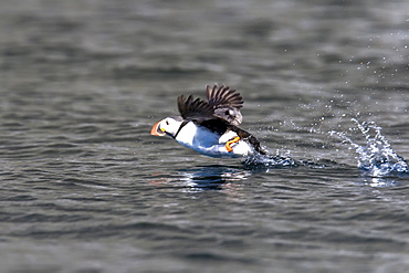 Adult puffin (Fratercula arctica) taking flight near the nesting island of Vaeroya in the Lofoton Island Group of Northern Norway, Norwegian Sea.