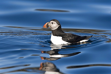 Juvenile puffin (Fratercula arctica) on flat calm waters just outside the Norweigian town of Reine in the Lofoton Island Group of Northern Norway, Norwegian Sea.