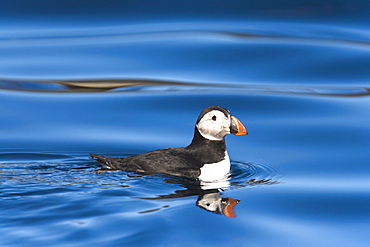 Juvenile puffin (Fratercula arctica) on flat calm waters just outside the Norweigian town of Reine in the Lofoton Island Group of Northern Norway, Norwegian Sea.