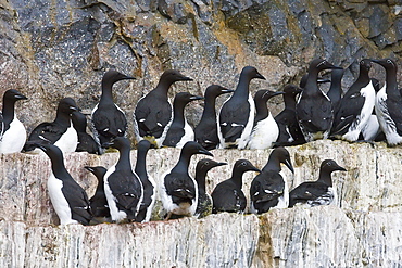 Brunnich's guillemot (Uria lomvia) nesting near the Fuglefjellet cliffs on Bear Island in the Svalbard Archipelago, Norway