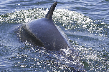 False-killer whale (Pseudorca crassidens) surfacing off Isla San Esteban in the midriff region of the Gulf of California (Sea of Cortez), Mexico