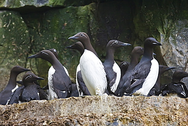 Common guillemot (Uria aalge) nesting near the Fuglefjellet cliffs (411m) on Bear Island in the Svalbard Archipeligo, Barents Sea, Norway