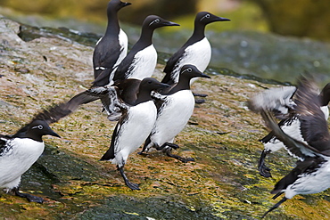 Common guillemot (Uria aalge) nesting near the Fuglefjellet cliffs (411m) on Bear Island in the Svalbard Archipeligo, Barents Sea, Norway