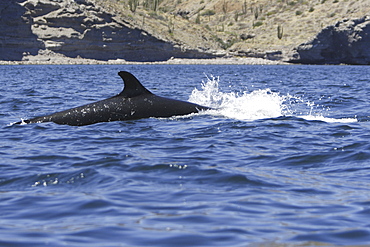 False-killer whale (Pseudorca crassidens) power-lunging off Isla San Esteban in the midriff region of the Gulf of California (Sea of Cortez), Mexico