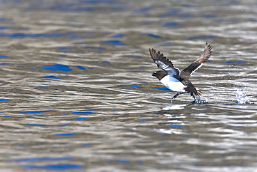 Adult Razorbill (Alca torda) taking flight near the nesting island of Vaeroya in the Lofoton Island Group of Northern Norway, Norwegian Sea.