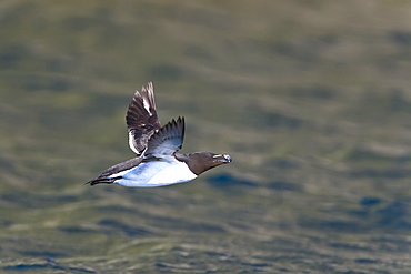 Adult Razorbill (Alca torda) in flight near the nesting island of Vaeroya in the Lofoton Island Group of Northern Norway, Norwegian Sea.