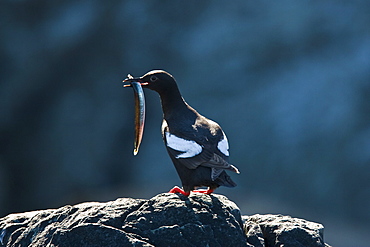 Adult pigeon guillemot (Cepphus columba) in breeding plumage with a sand lance in its beak at Sail Rock in Frederick Sound, Southeast Alaska, USA. Pacific Ocean.