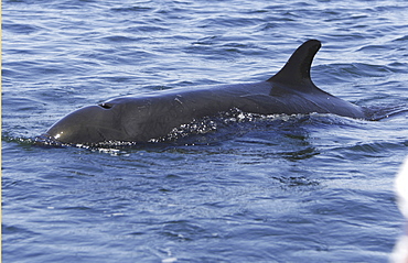 False-killer whale (Pseudorca crassidens) surfacing near Zodiac off Isla San Esteban in the midriff region of the Gulf of California (Sea of Cortez), Mexico