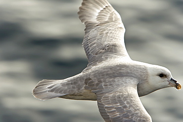 Northern fulmar (Fulmarus glacialis) on the wing in the Barents Sea in the Svalbard Archipelago, Norway.