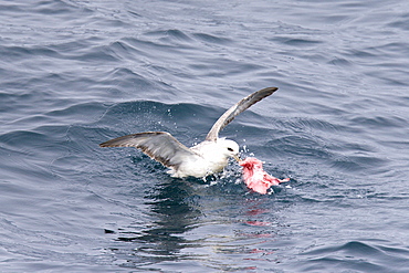 Northern fulmar (Fulmarus glacialis) feeding on dolphin carion from recent Orca kill in the Barents Sea south of Bear Island   just off the continental shelf.