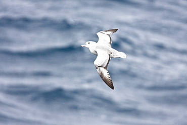 Adult southern fulmar (Fulmarus glacialoides) on the wing in the Drake passage between the tip of South America and Antarctica. Southern Ocean.