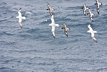 Three adult southern fulmar (Fulmarus glacialoides) on the wing among five cape petrels (Daption capense) in the Drake passage between the tip of South America and Antarctica. Southern Ocean.