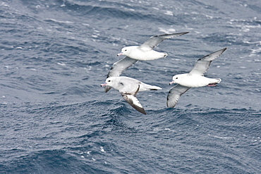 Three adult southern fulmars (Fulmarus glacialoides) on the wing in the Drake passage between the tip of South America and Antarctica. Southern Ocean.