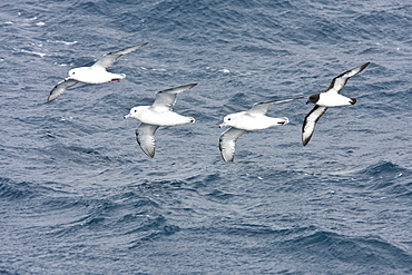 Three adult southern fulmars (Fulmarus glacialoides) on the wing with a single cape petrel (Daption capense) in the Drake passage between the tip of South America and Antarctica. Southern Ocean.