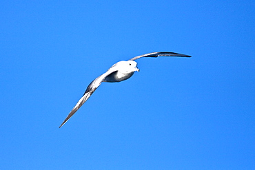 Adult southern fulmar (Fulmarus glacialoides) on the wing in the Drake passage between the tip of South America and Antarctica. Southern Ocean.