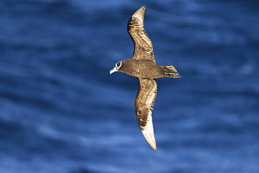 Adult spectacled petrel (Procellaria conspicillata) on the wing in the waters surrounding the Tristan da Cunha Island Group in the Southern Atlantic Ocean.