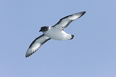 Adult cape petrel (Daption capense) on the wing in and around the Antarctic Peninsula. This petrel is sometimes also called the pintado petrel, the word pintado meaning "painted" in Spanish.