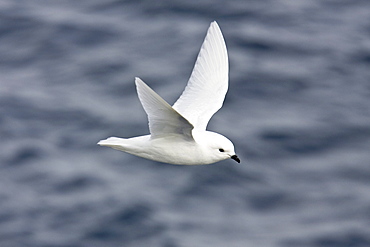 Adult snow petrel (Pagodroma nivea) on the wing in Crystal Sound below the Antarctic Circle, close to the Antarctic peninsula